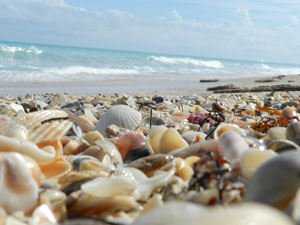 Seashells Hutchinson Island