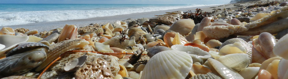 sea shells on Huctchinson Island Florida