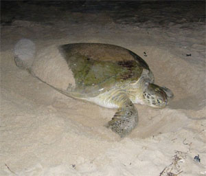 Sea Turtle Group Tours - See Sea Turtles Nesting on Hutchinson Island FL