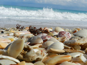 Seashells & Beach glass Hutchinson Island