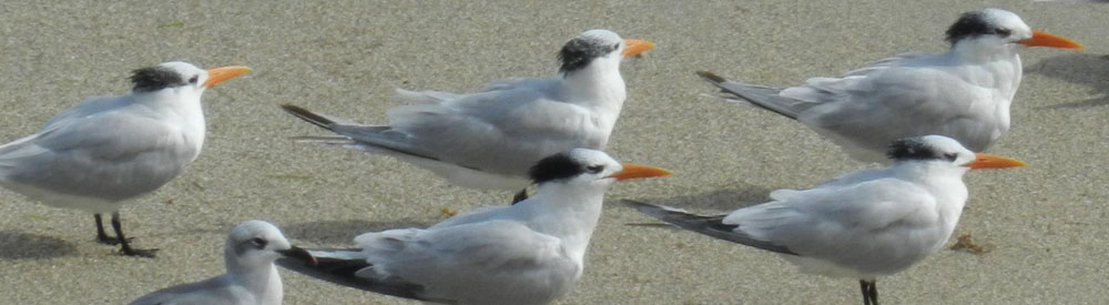 Hutchinson Island Florida